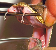 images/productimages/small/snakehead.jpg